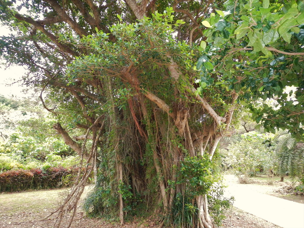 宮古島市熱帯植物園