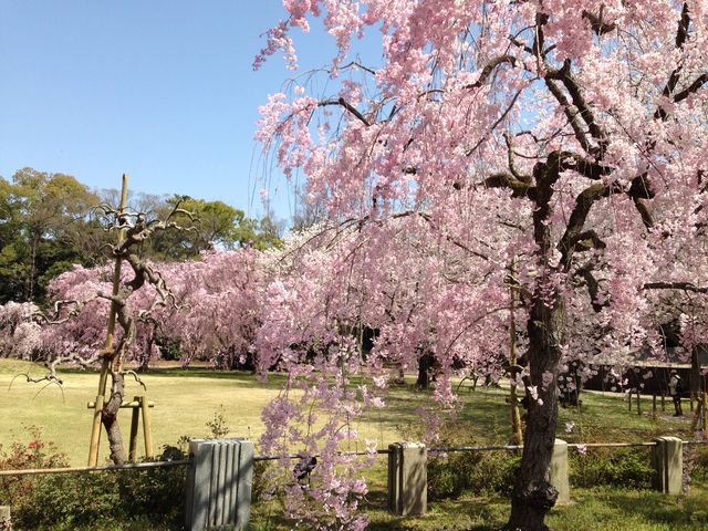 しだれ桜_元離宮二条城