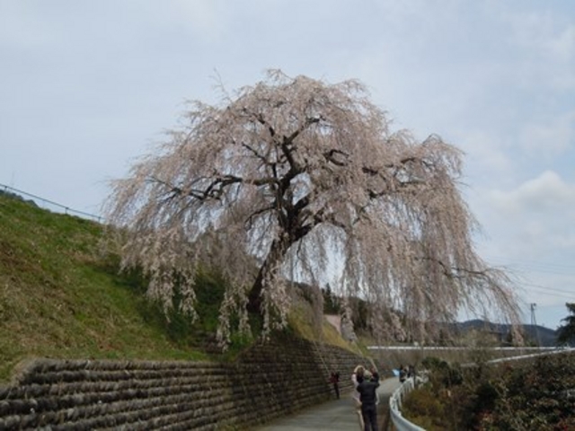 「四美のしだれ桜」_四美のしだれ桜