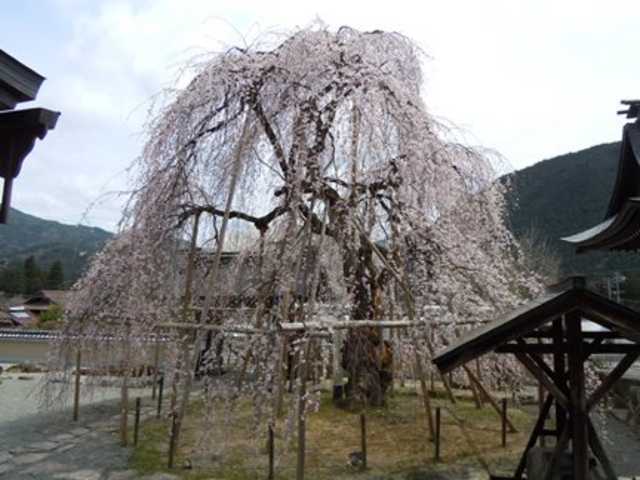 近くにある「永養寺のしだれ桜」_四美のしだれ桜