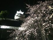 あがっち!さんの掛川城公園の桜の投稿写真1