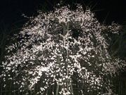 あがっち!さんの掛川城公園の桜の投稿写真5