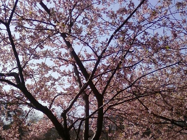 満開できれいでした。_千葉県立房総のむら