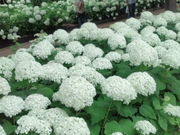 むーたんさんの神戸市立森林植物園の投稿写真1