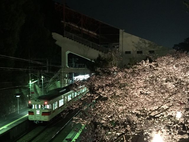 駅直結_須磨浦公園の桜