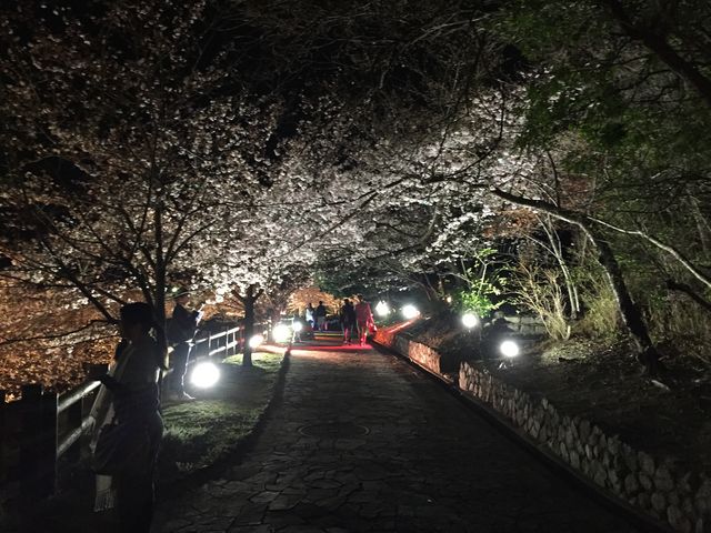 ライトアップ_須磨浦公園の桜