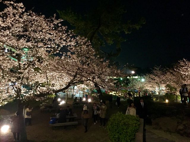 ライトアップ_須磨浦公園の桜