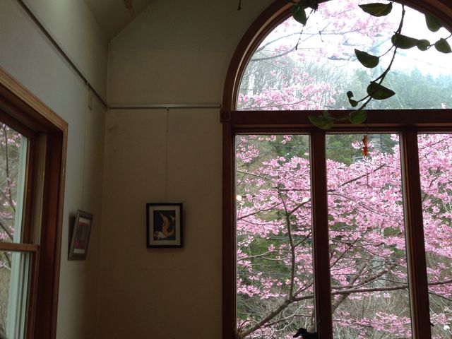 見上げると桜_カフェ・ギャラリー風の丘