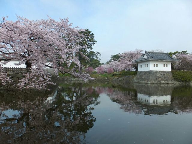 小田原城址公園の桜