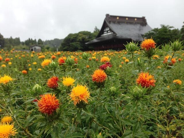 長福寿寺は【紅花の郷】としても有名です。6月中旬に7万本もの紅花が咲き誇ります。_長福寿寺