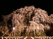 ケティーさんの吉田のしだれ桜の投稿写真1