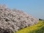 坊さんの熊谷桜堤の桜の投稿写真1