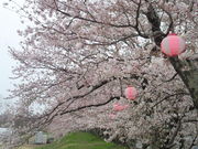 khoさんの金崎堤の桜の投稿写真4