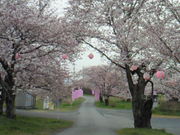 khoさんの金崎堤の桜の投稿写真5