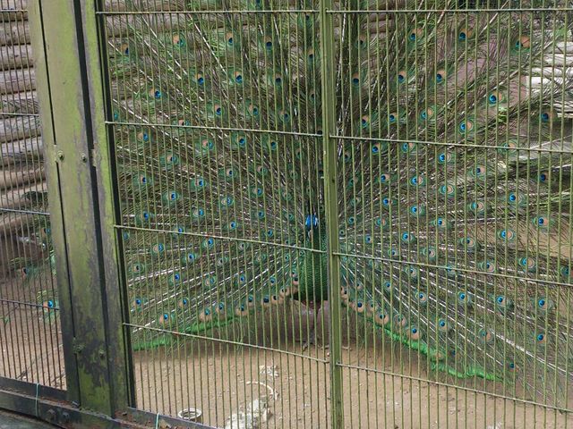 クジャクも!_浜松市動物園