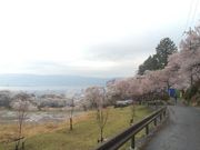 lssahさんの水月公園の桜の投稿写真1