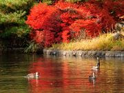 タックさんの県営所沢航空記念公園の投稿写真3