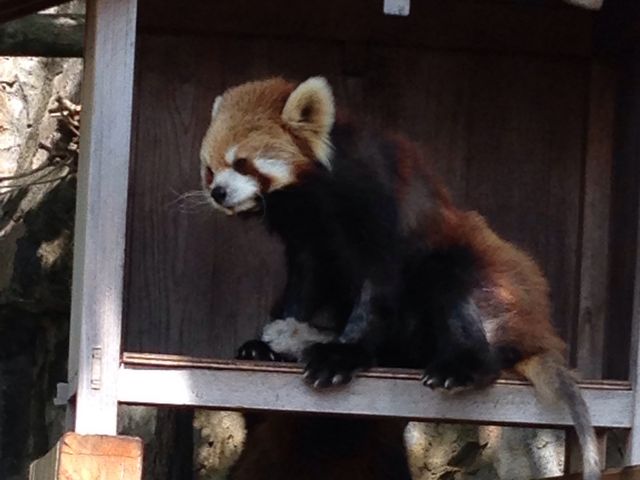 レッサーパンダ!_野毛山動物園