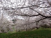 okeiさんの塩ノ崎の大桜の投稿写真2