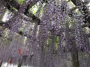 も〜こさんの東光寺の長藤の投稿写真1