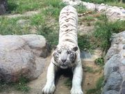 ぴーちゃんさんの平川動物公園の投稿写真1