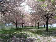 akeさんの千曲川堤防の桜堤の投稿写真1