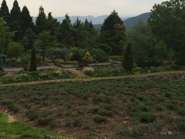 時期ではなく、残念でしたが満開のランベンダー畑を見てみたいですね。_蒜山ハーブカーデンハービル