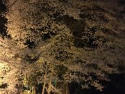 ひかるさんの仙台東照宮の投稿写真1