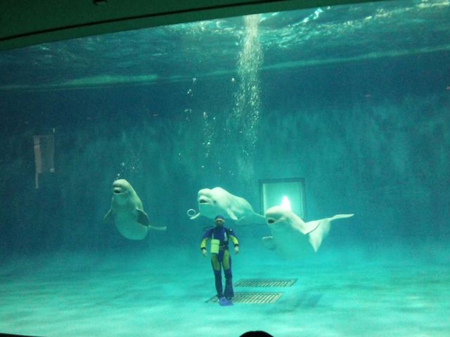 しまね海洋館アクアス