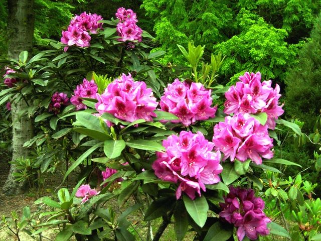 かるとんさんの花みどり公園の投稿写真2