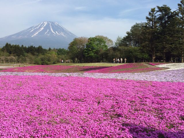 富士芝桜祭りは芝桜と富士山のコラボすごく綺麗。公園には美味しいものの屋台も沢山!_本栖湖