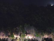 にゃんちゃんさんの藤公園の藤の投稿写真2