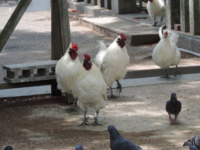 zinさんの忌宮神社の投稿写真4
