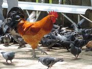 zinさんの忌宮神社の投稿写真5