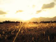 hiroさんの曽爾高原のススキの投稿写真1