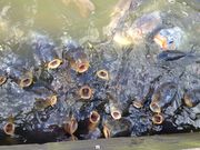 ふさんの六甲山の投稿写真1