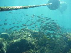 まっつあんさんの伊豆高原ダイビングスクール リトルリッツへの投稿写真1