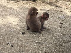 小豆島銚子渓自然動物園 お猿の国の写真1