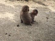 ナホべぇさんの小豆島銚子渓自然動物園 お猿の国の投稿写真1