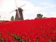 まこさんの花博記念公園鶴見緑地の投稿写真1