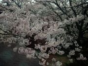 ふなこさんの丹後の湯宿 ゑびすやの投稿写真3