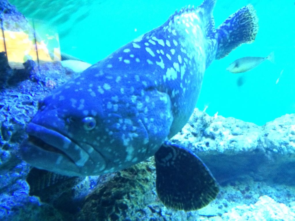東京都葛西臨海水族園