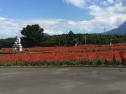 ヨッシーさんの有明の森フラワー公園の投稿写真1