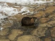 清流のラマンさんの住吉川清流の道の投稿写真1