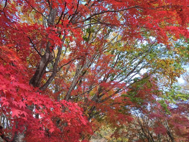 道沿いの紅葉_日塩もみじライン