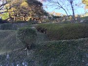 スーパーマンさんの伊豆マウンテンドッグランの投稿写真3