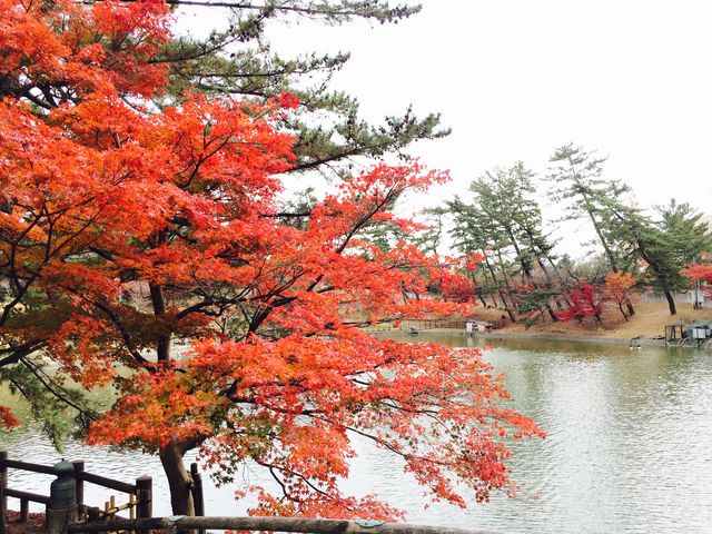 公園内にて_東公園の紅葉