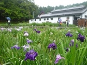 トムコナーズさんの小國神社花菖蒲園の投稿写真1