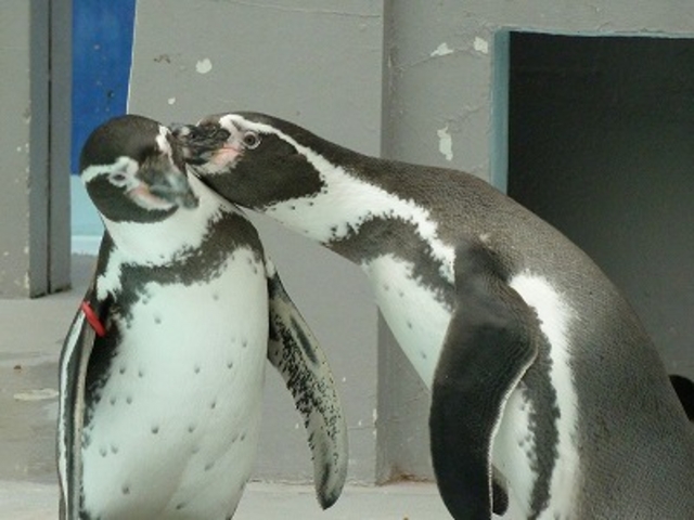 ペンギン_野毛山動物園