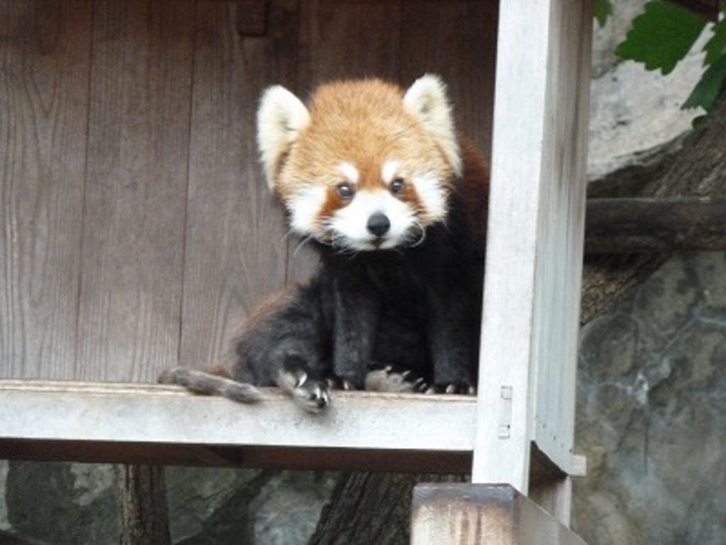 野毛山動物園